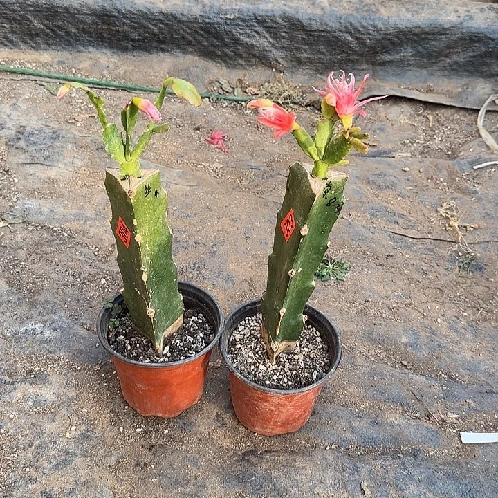 303+304嫁接蟹爪兰：索菲亚+雅丝
