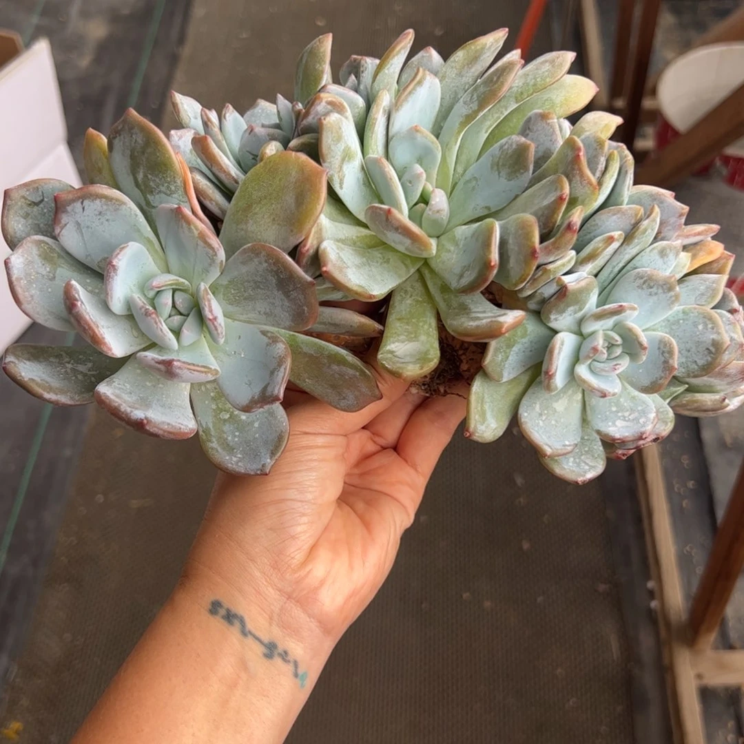 瑶****猫星影超大鸡腿树缀-猫