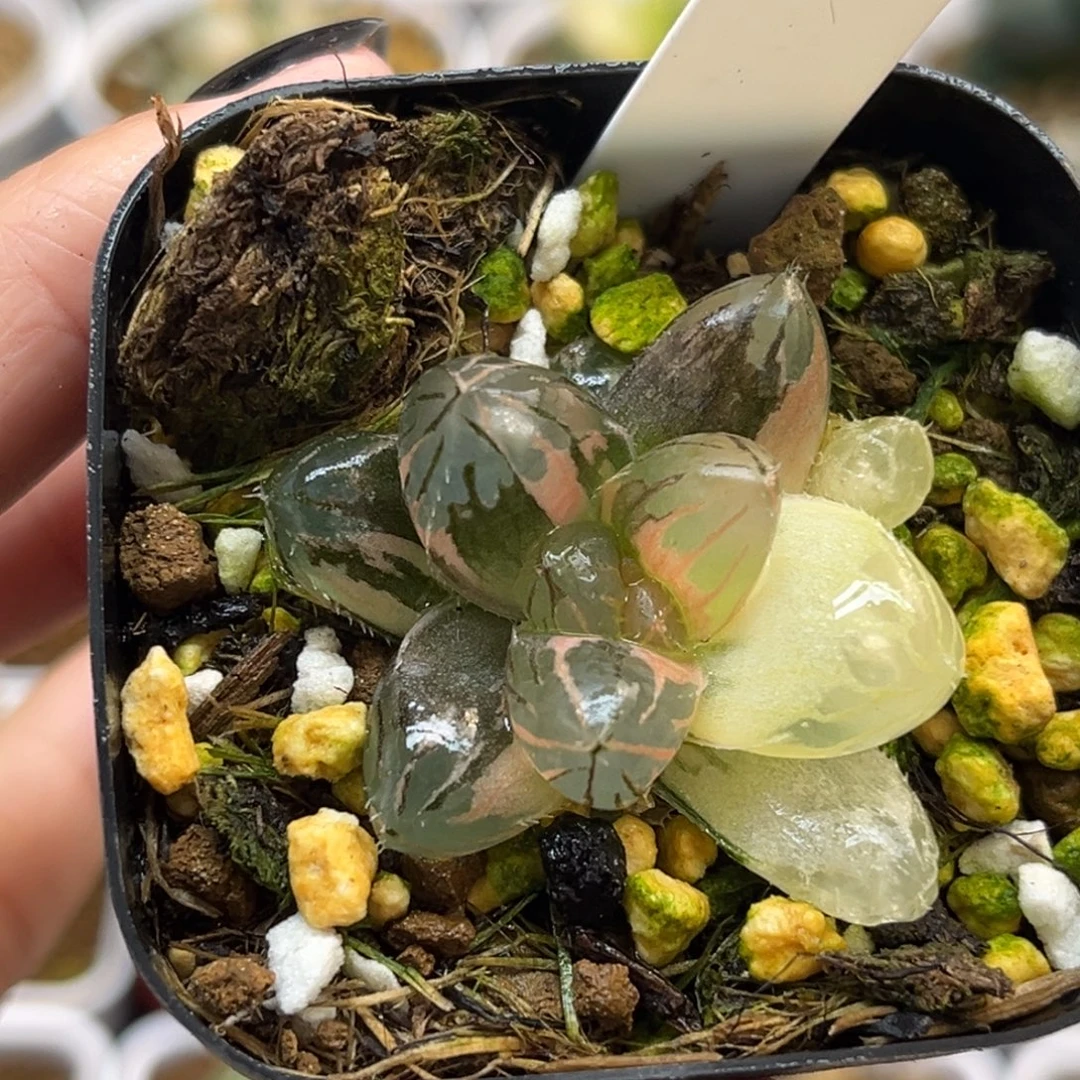 22龙爪玉露锦福利专场