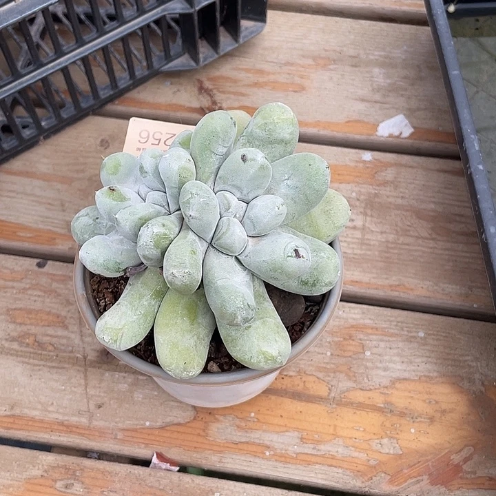 小鹿多肉一物一拍