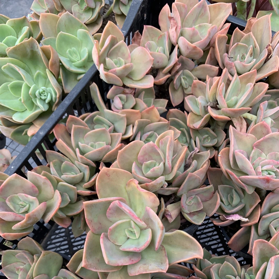 福利鹤氏多肉植物