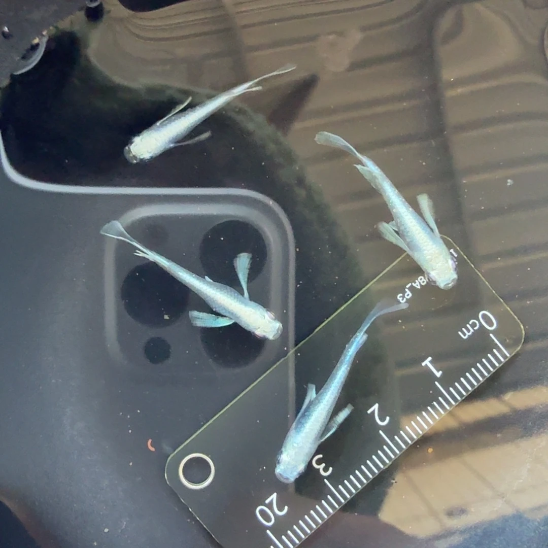 海水鱼观背青鳉真长鳍天使