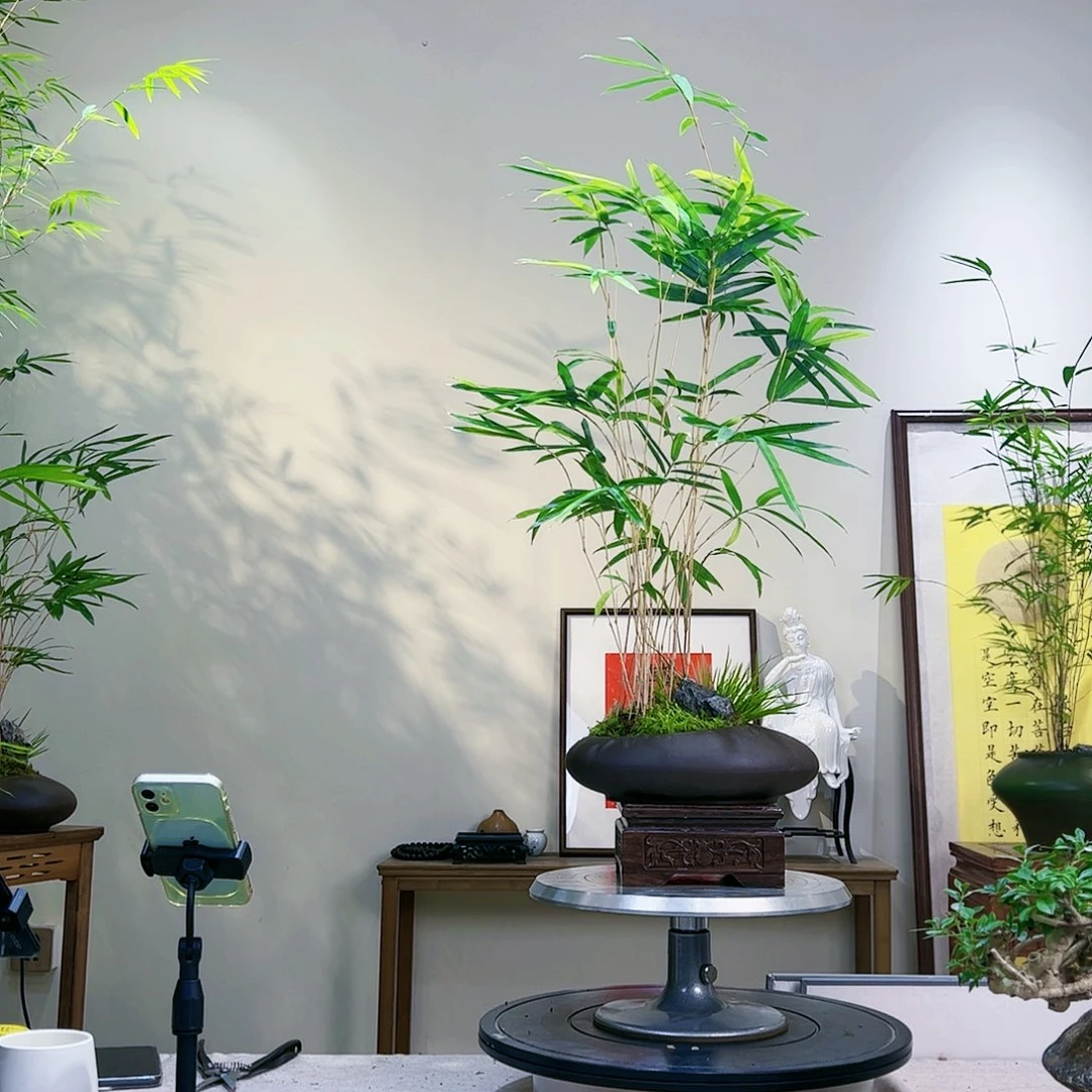 秋**歌l老桩精品z p j