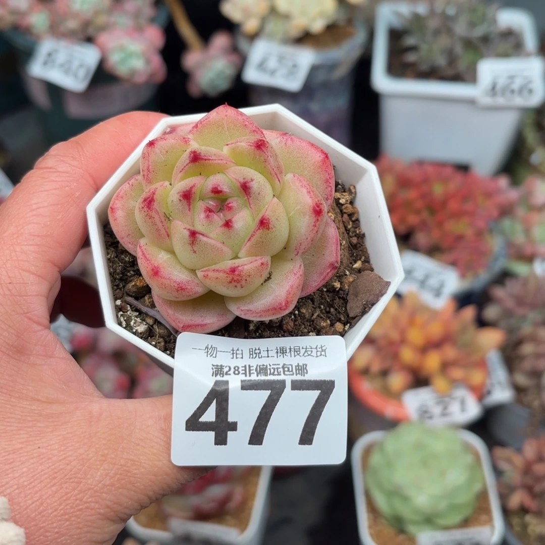 m100多肉无盆土发货