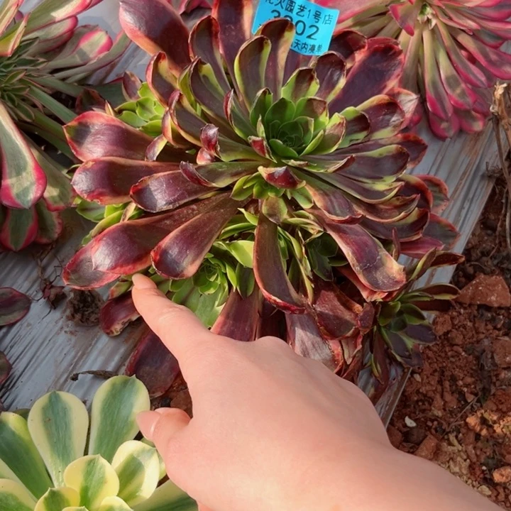 欧佳丽3302多肉植物