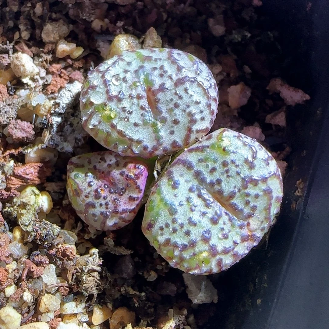 泡泡安贞特价。       50544