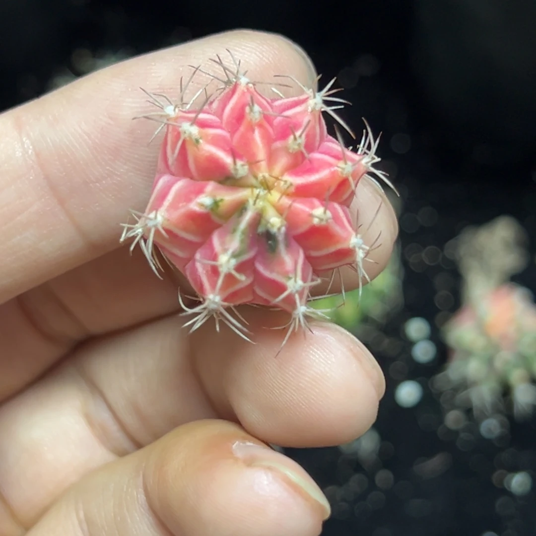 彩虹梦侧芽脱土发货