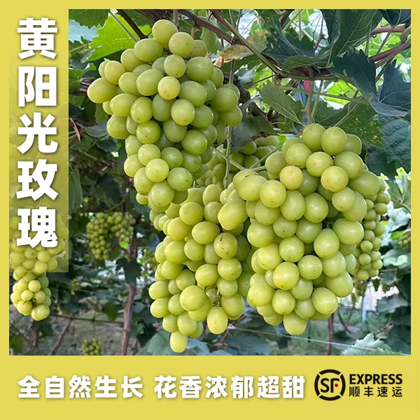 阳光玫瑰绿黄果皮自然成熟现摘现卖树上自然花香超甜健康顺丰包邮