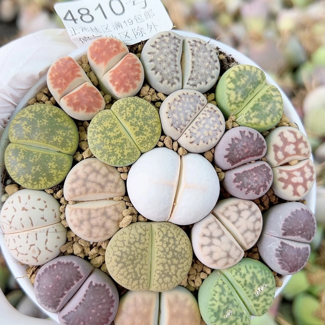 4810 好养易活生石花大母本9cm盆