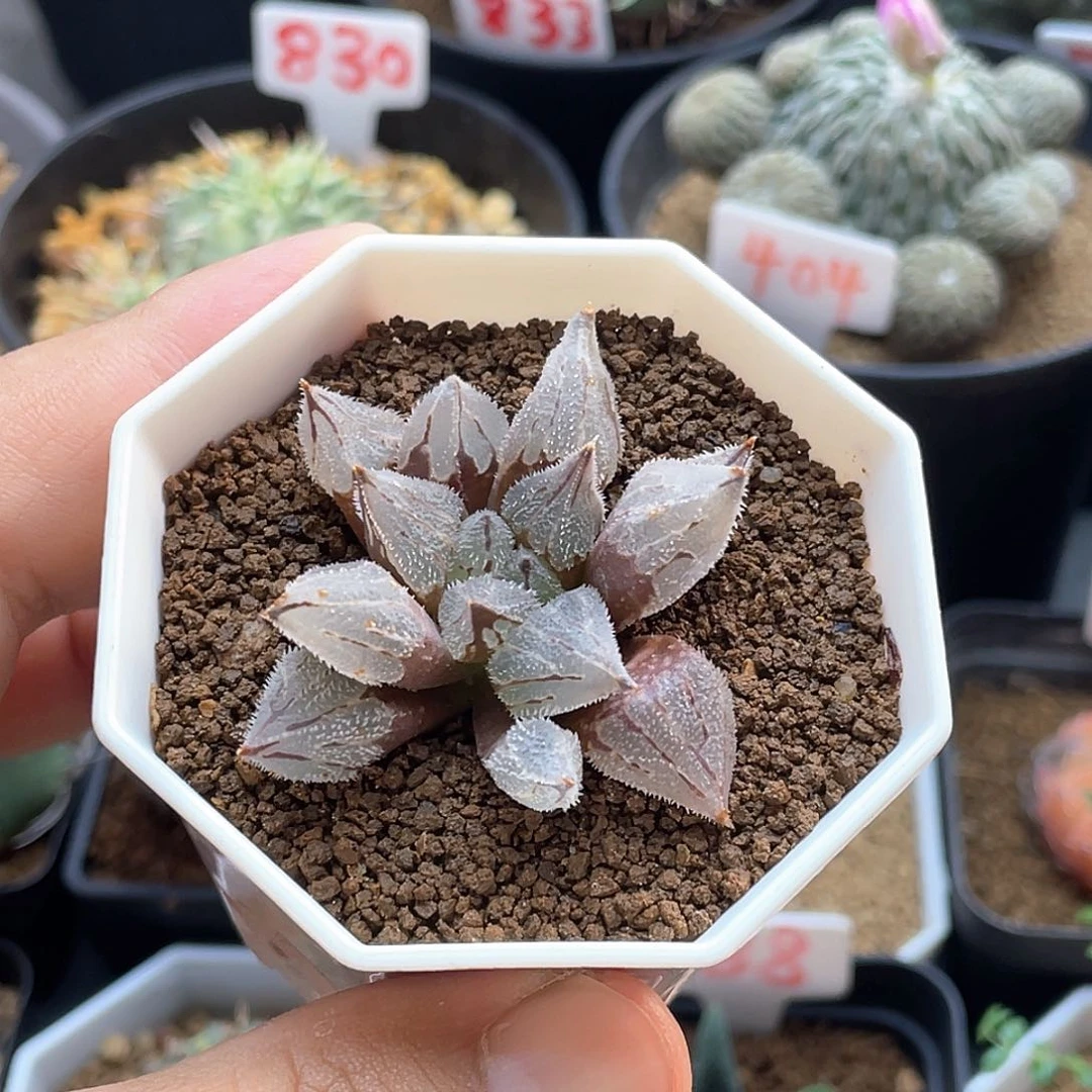 实生全窗蜡笔 致远多肉