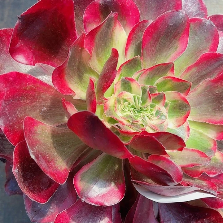 多肉植物福利225