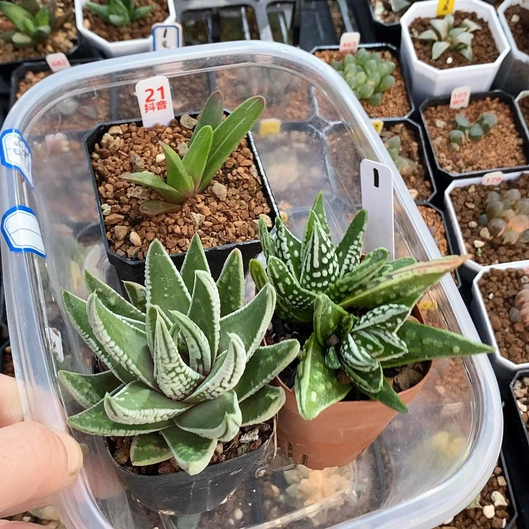 红陶a****莉21号百褶皇帝天使