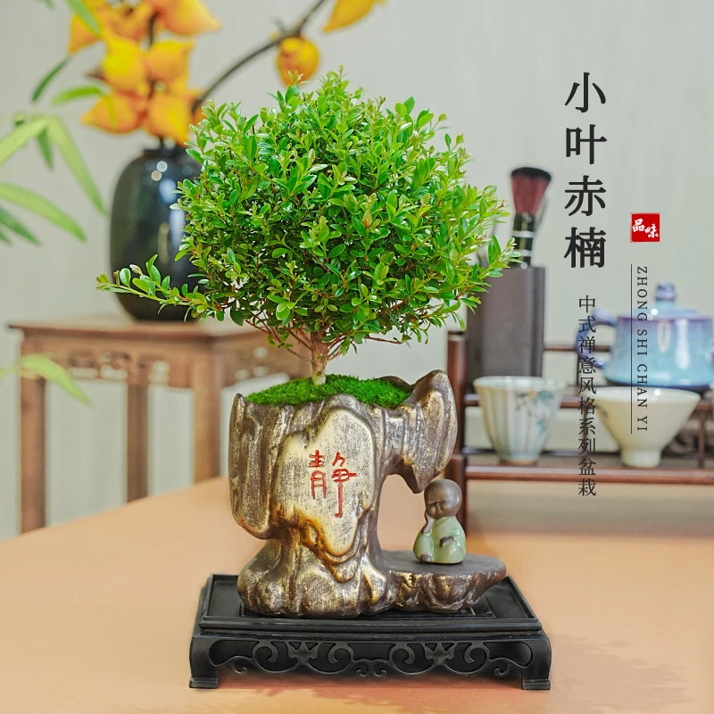 金丝楠盆栽净化空气观叶小叶赤楠盆栽绿植桌面观景