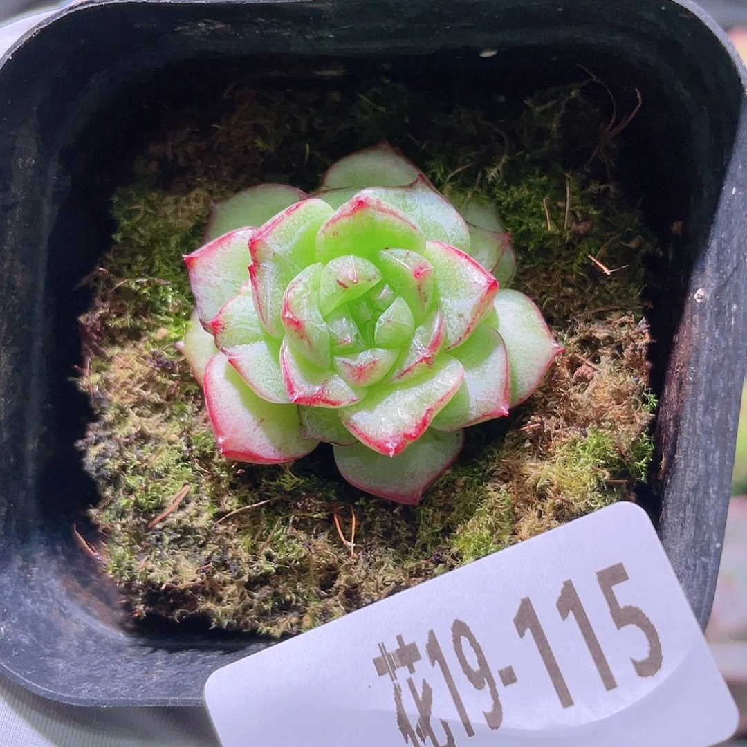 花利美19-115海王