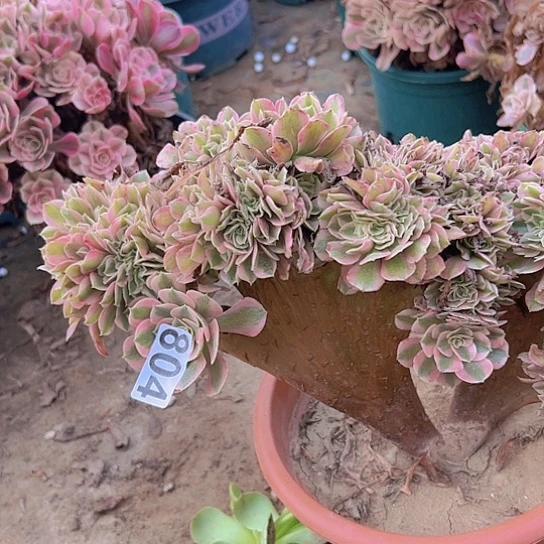 孟***织多肉植物一个粉女巫