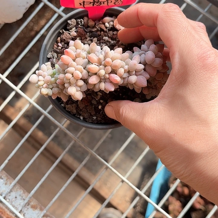 黄****麦xv z x c f d 205