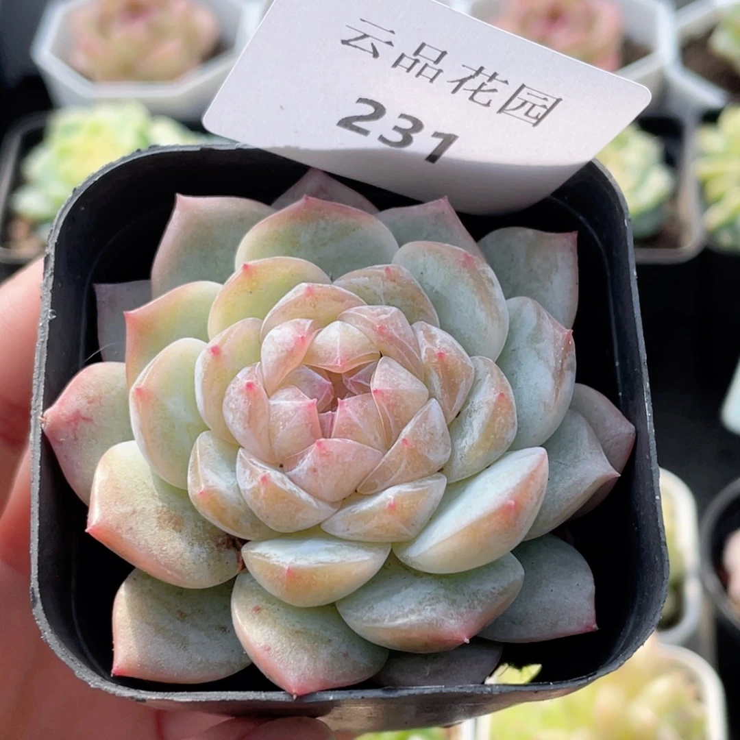 231号糖心冰心珍妮 秋水