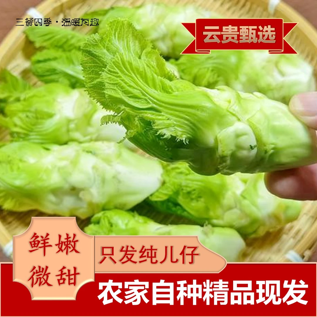 【春天的味道】 云南高山鲜嫩农家儿菜时令蔬菜只发嫩儿仔