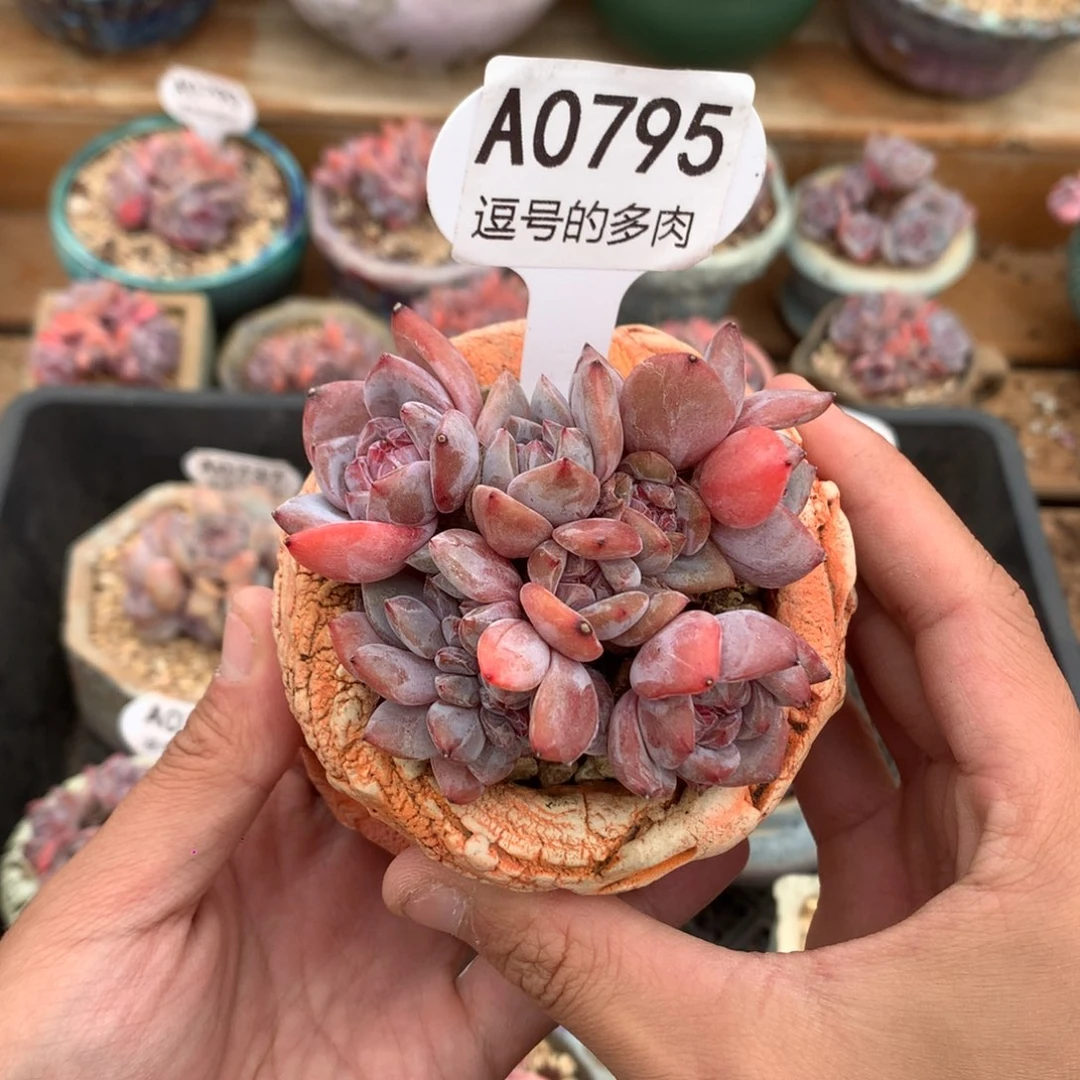 爱***兔A0795 星影群缀 有砍 8cm