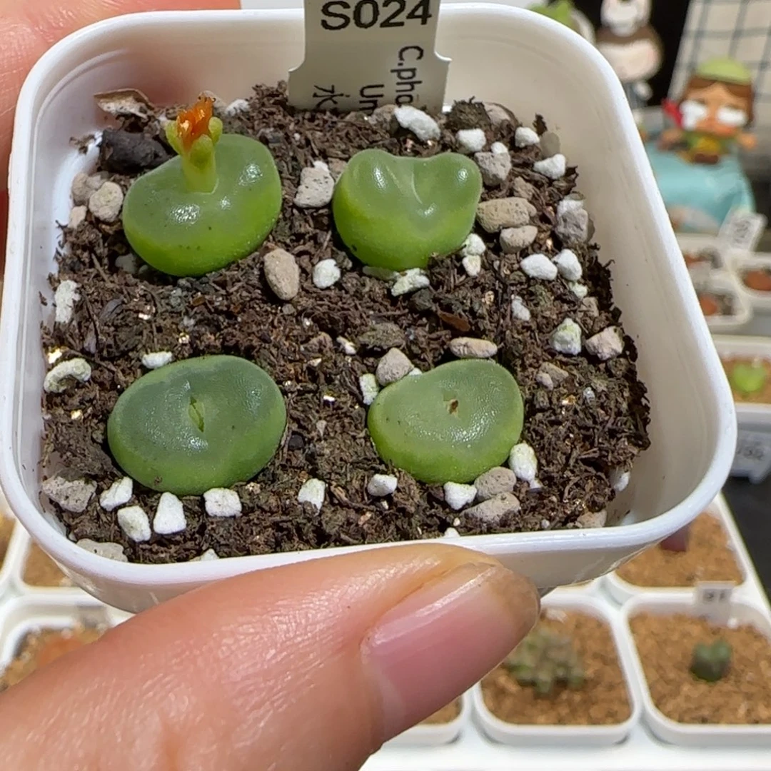 肉锥多肉植物组合-水晶鞋1110