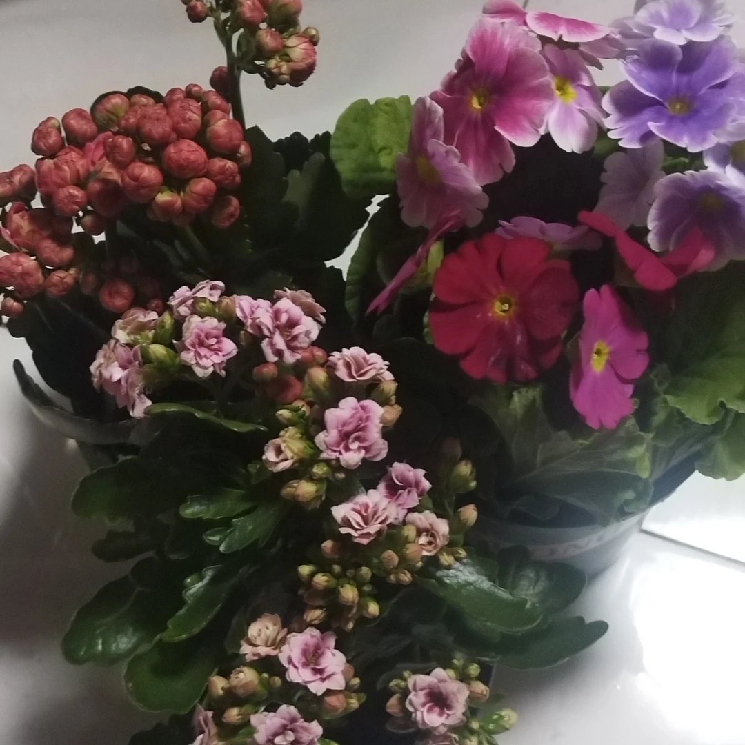 满天星两盆➕3色报春花包邮到家