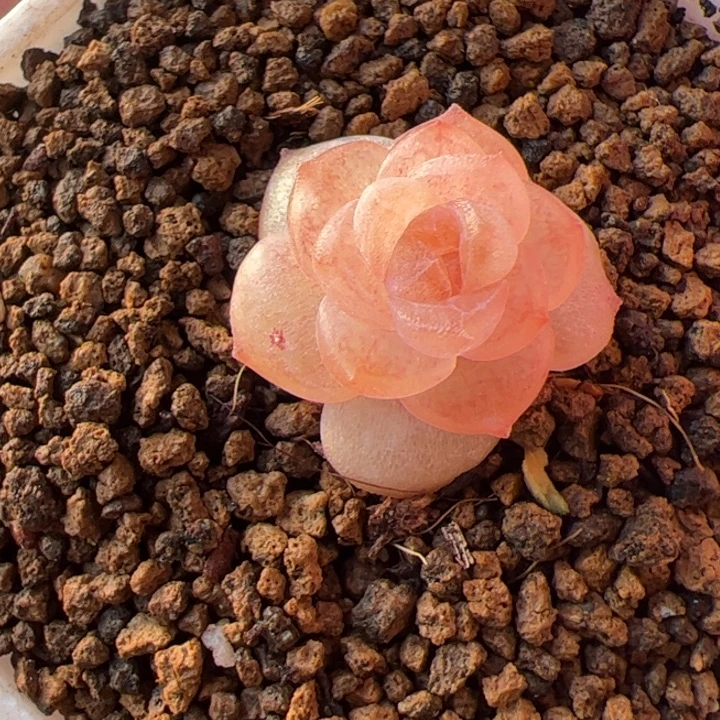 居***y居居专拍链接啊阿啊阿