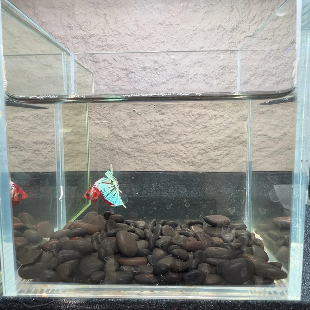 斗鱼阿浩泰斗14日90