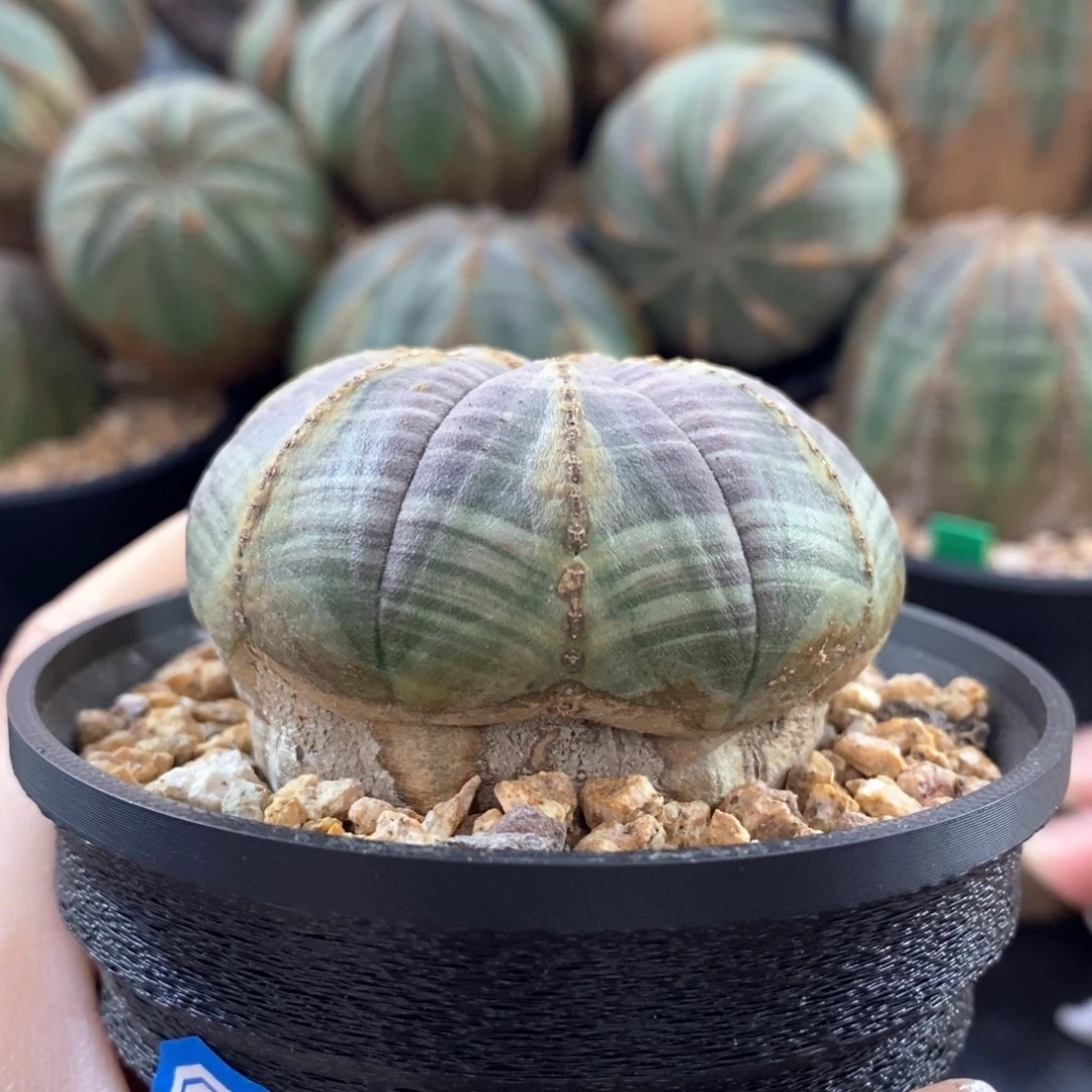 布纹球精品一物一拍