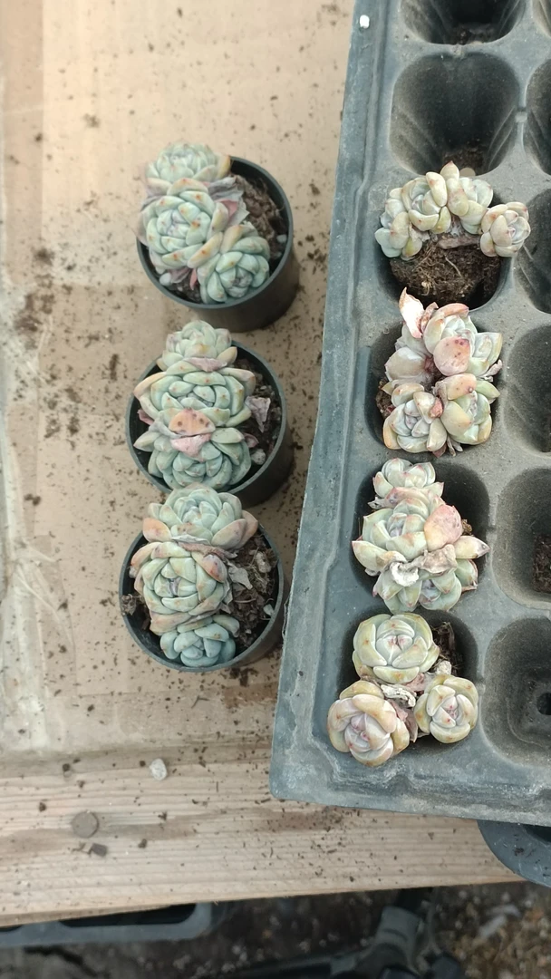 星影石榴籽50杯3棵3头穴4棵，3，4头多肉植物