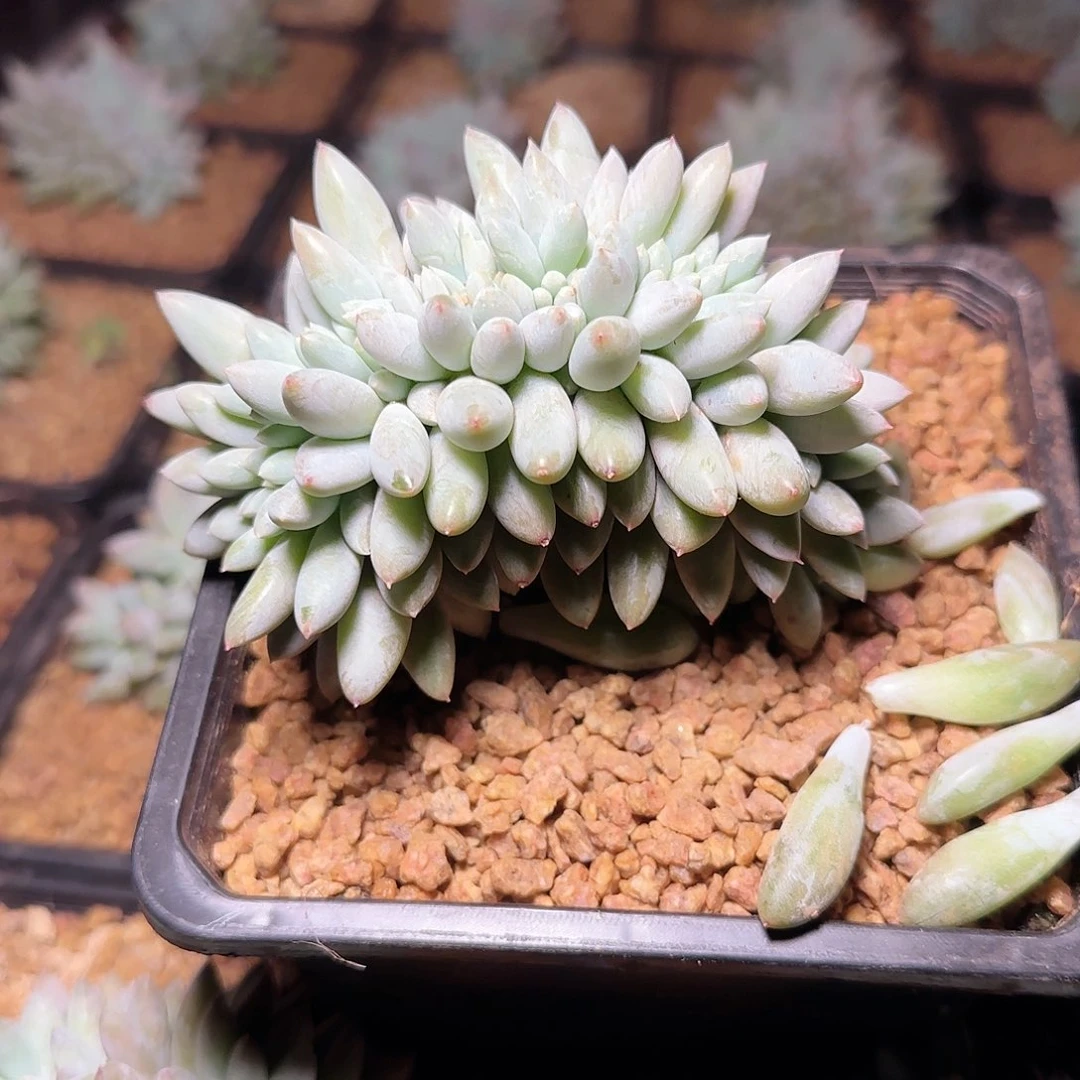 所罗门缀58.8         肉