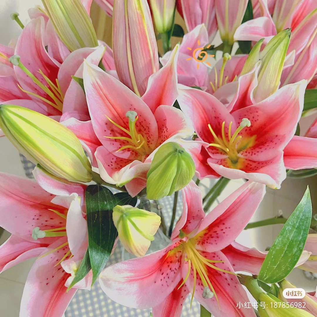 粉玲珑百合鲜花日常家庭鲜花（五度以下拍保温棉 不拍不售后）