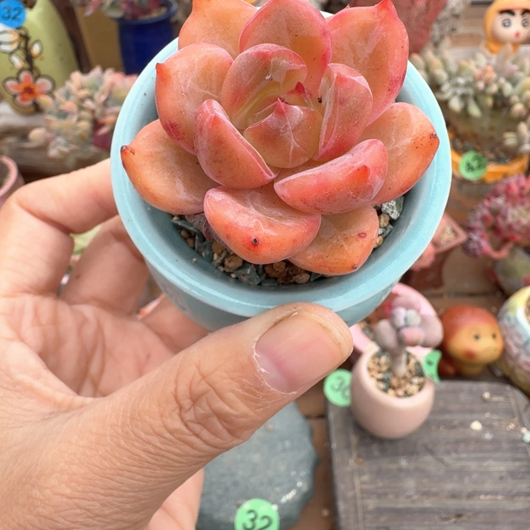 香槟 多肉含盆土 一物一拍
