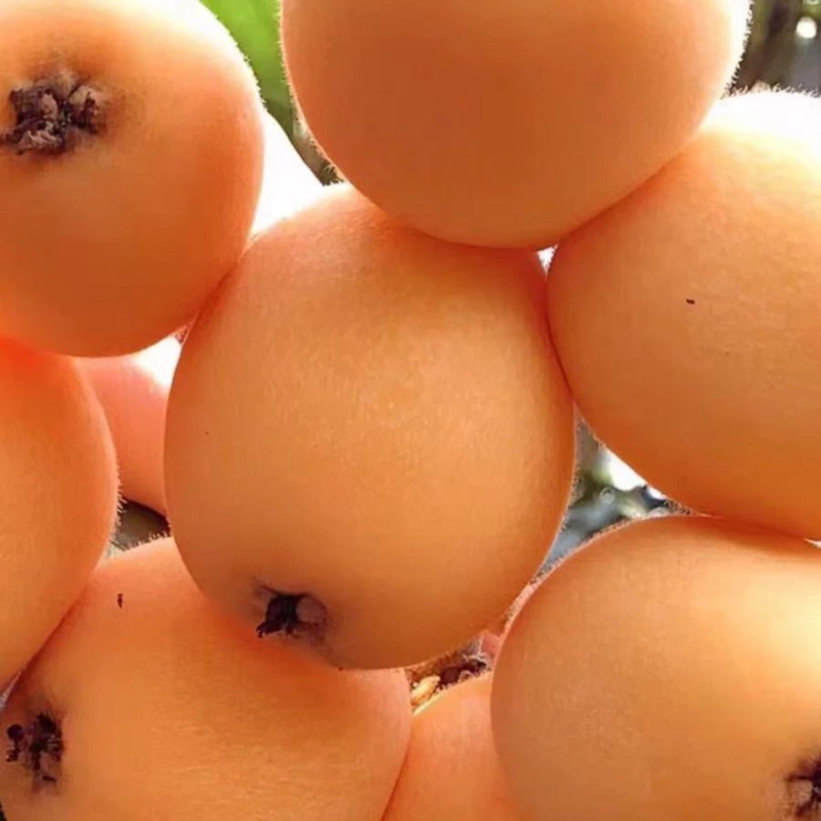 高糖枇杷/纯甜枇杷4斤礼盒