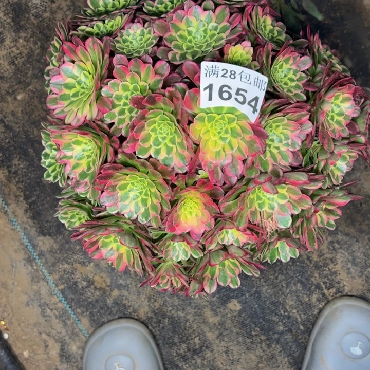 1654南朝霞多肉植物