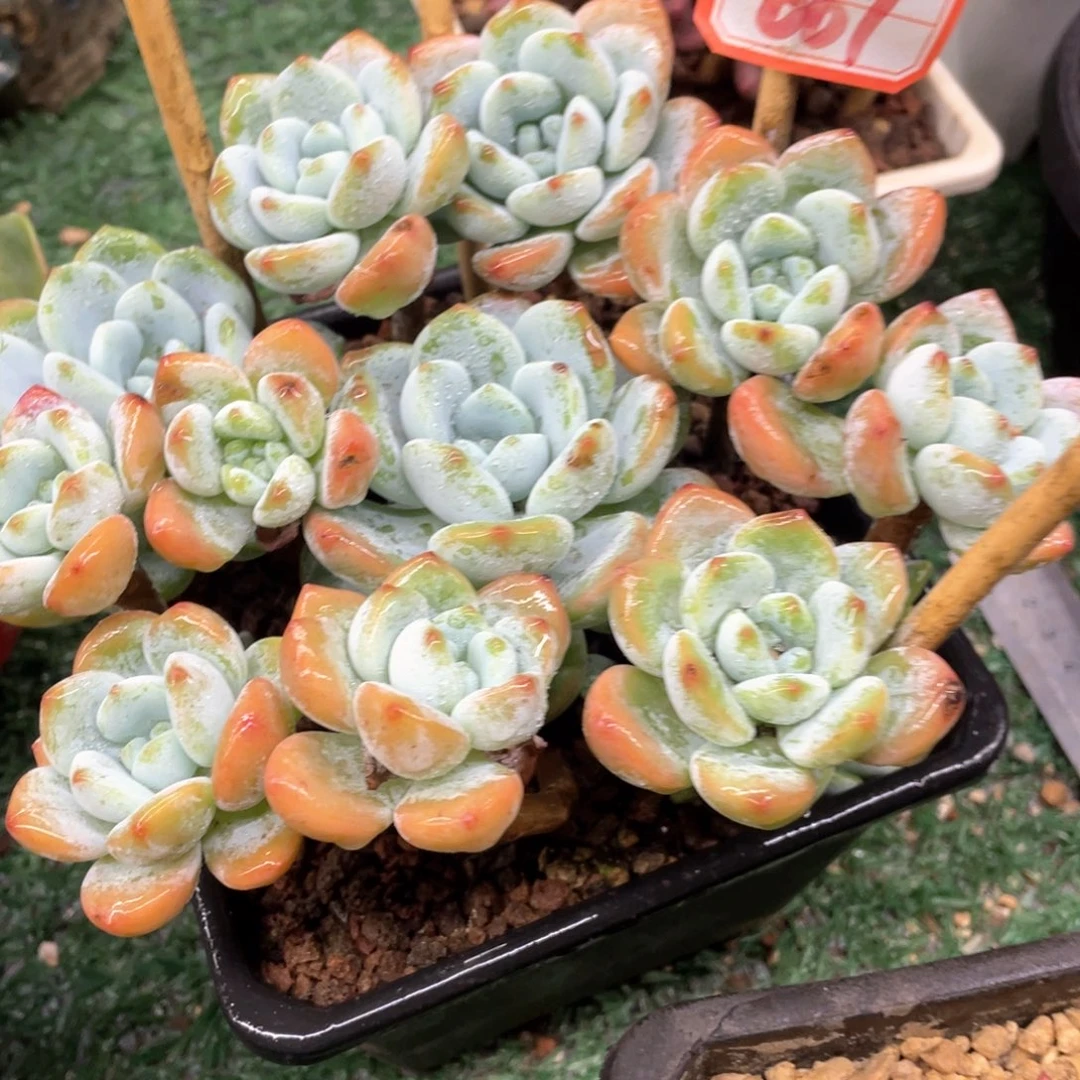 061 一物一拍28包邮非偏远
