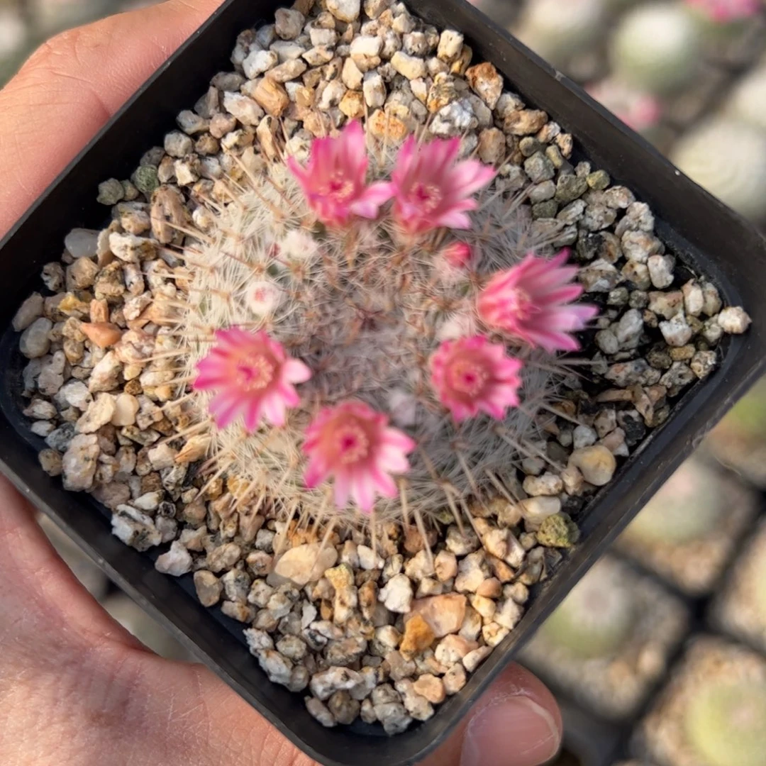 M***哥实生乳突杂交 脱土发货