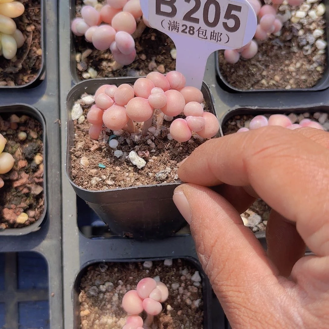 B205丸叶糖果一物一拍多肉