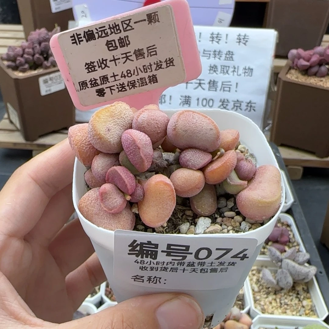 074黛安娜多肉植物