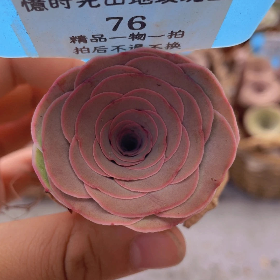 山地玫瑰76裸根发货不售后