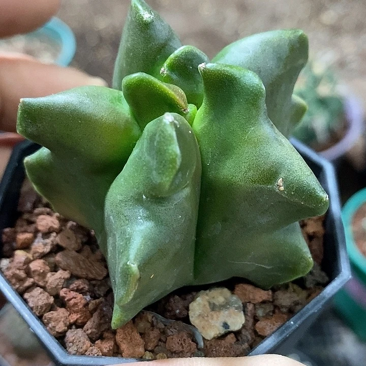 孤品实生角尤鸾凤玉捡漏福利5.5cm