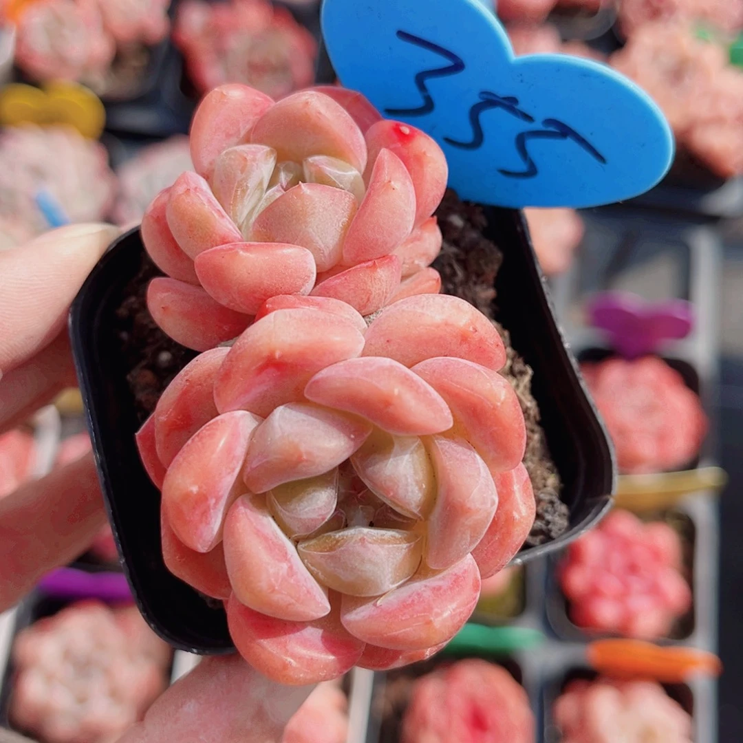 355号小老桩糖心双头