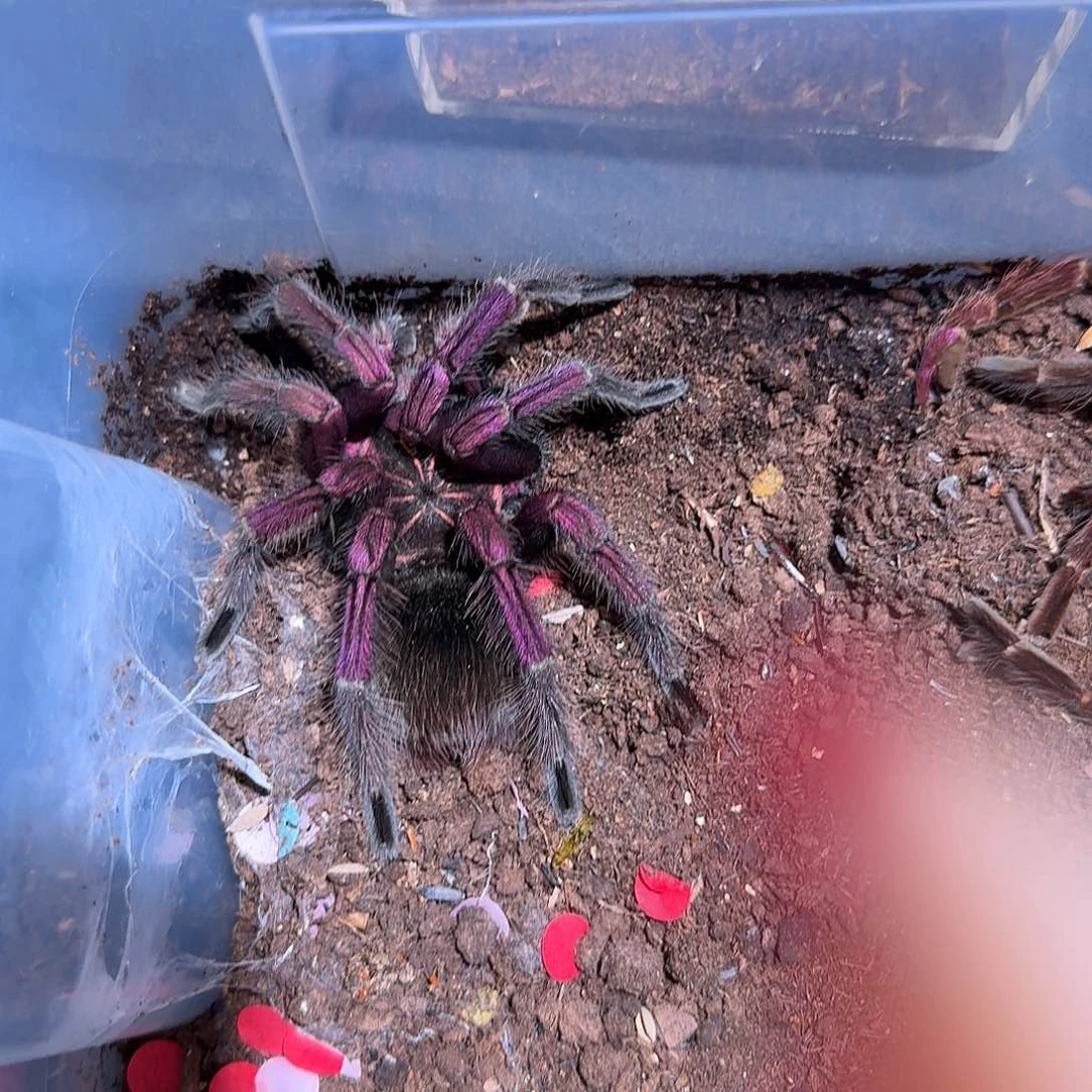 跳蛛马查拉成体公