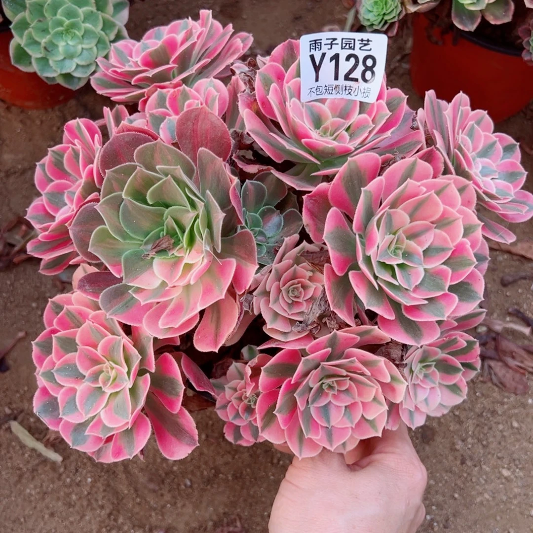 128粉女巫尺寸20左右