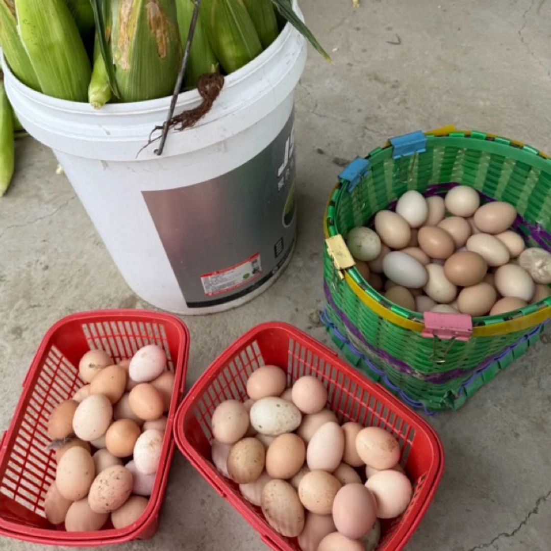 正宗农家纯散养土鸡蛋 土鸭蛋 【顺丰江浙沪次日达】