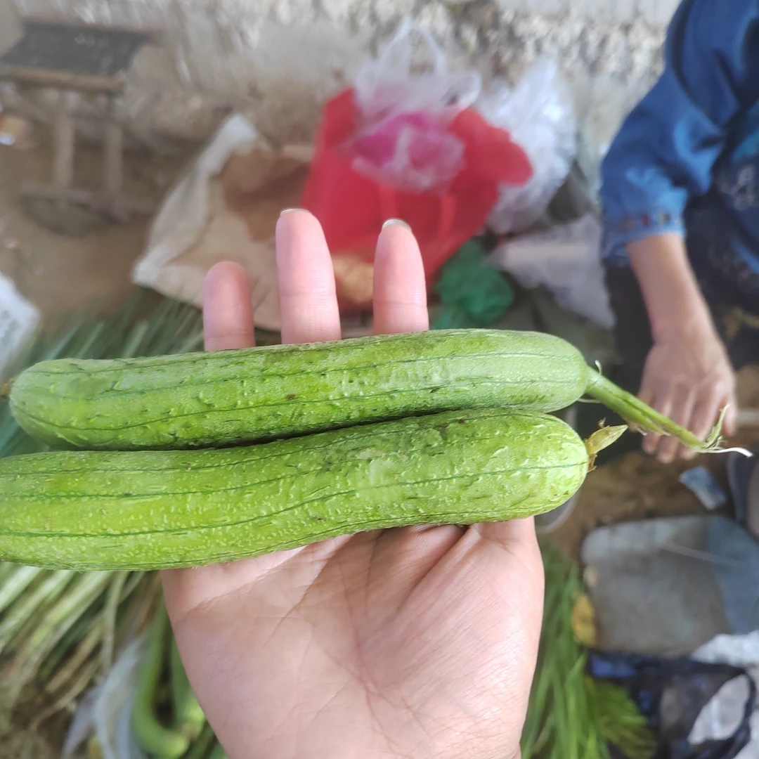 沂蒙山自己种的丝瓜