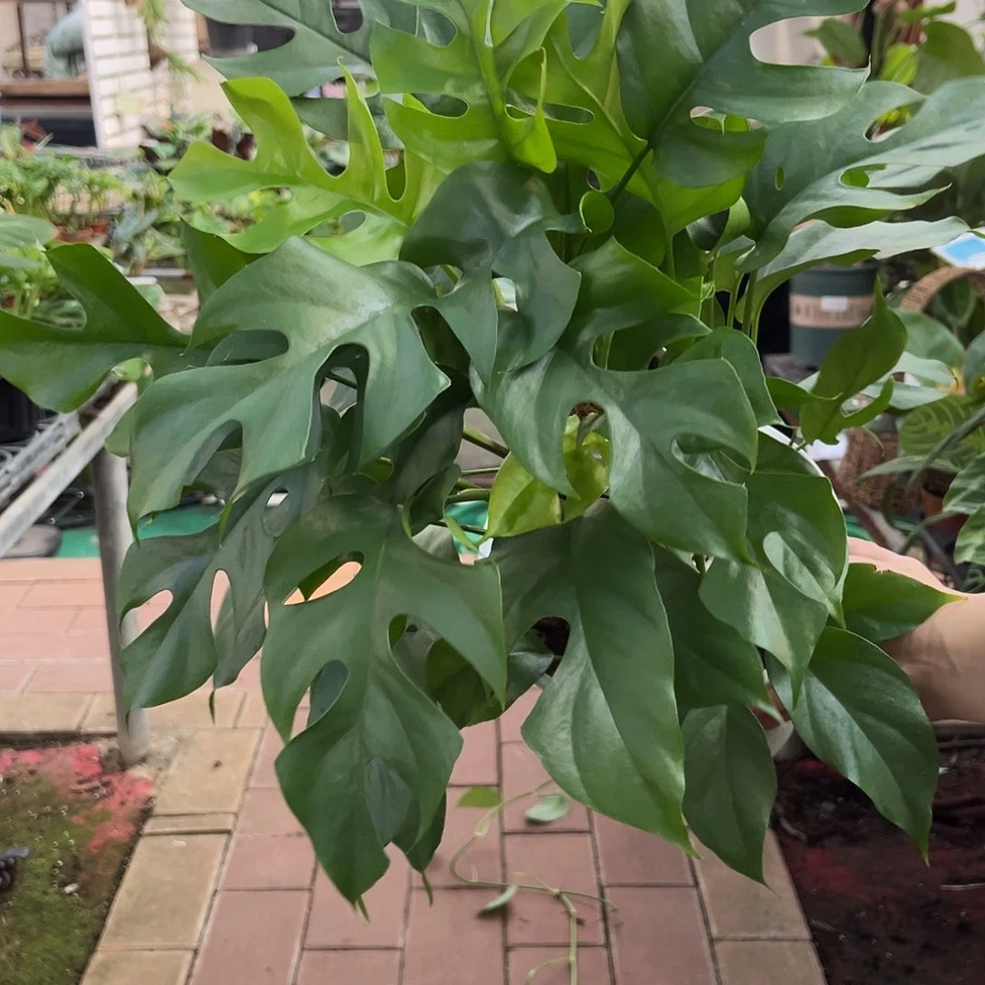 完全开放156姬龟背