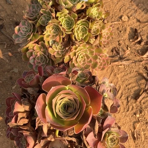 238两颗法师多肉植物