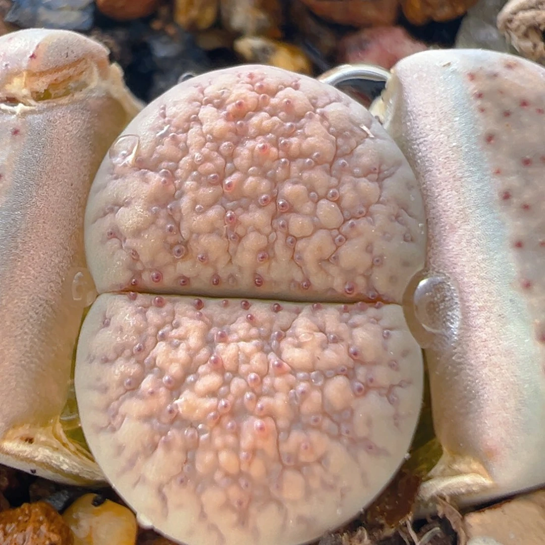 106多肉植物百科知识