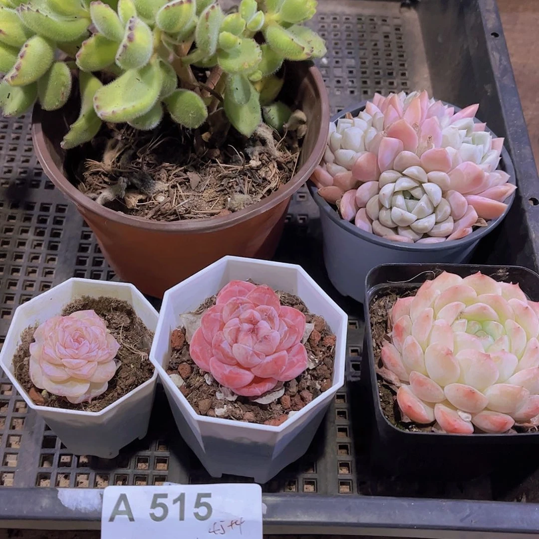 多肉515多肉植物