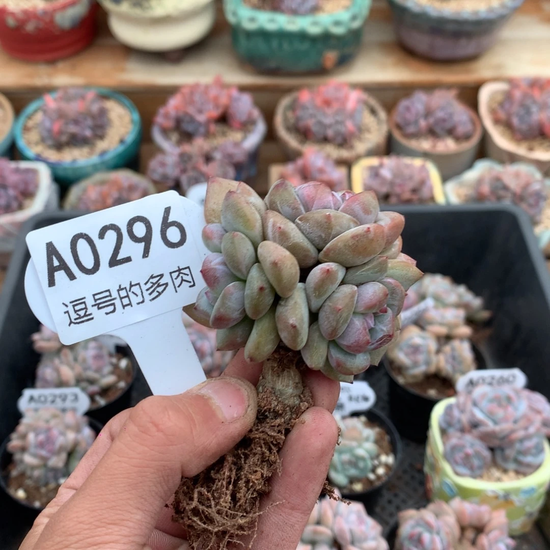 A0296 突尼斯五头 棒棒糖 有砍 6cm